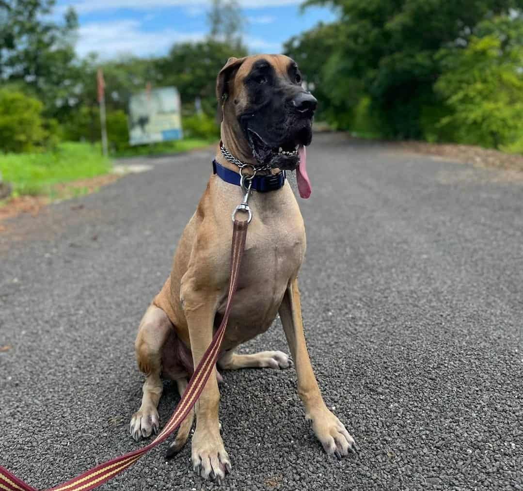 Great Dane Price How Much Does a Great Dane Puppy Cost? K9 