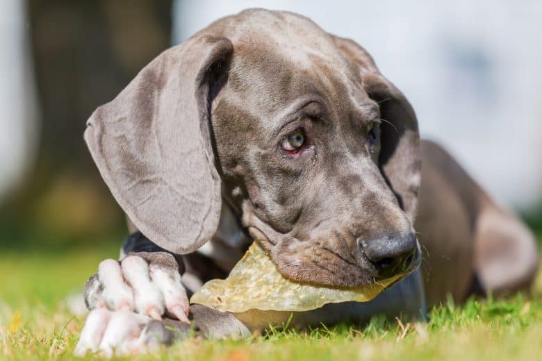 A Great Dane puppy eating treats