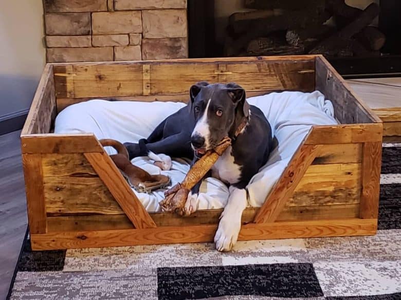 A Great Dane lying down on a dog bed