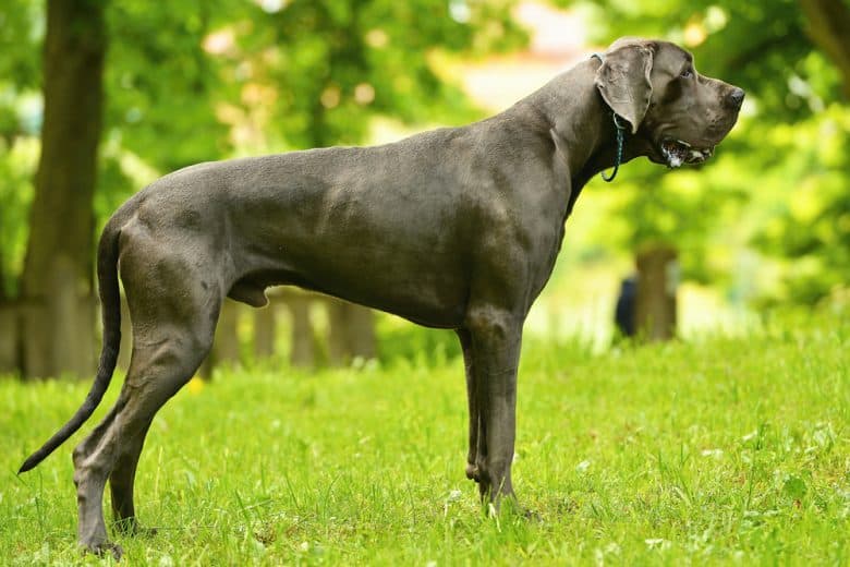 A Great Dane standing outdoors