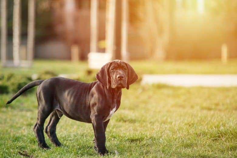 A Great Dane puppy standing outdoors