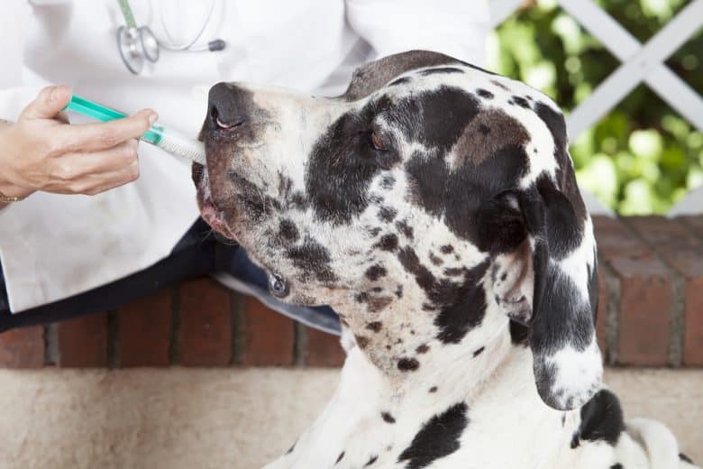 A Great Dane taking medications at the vet