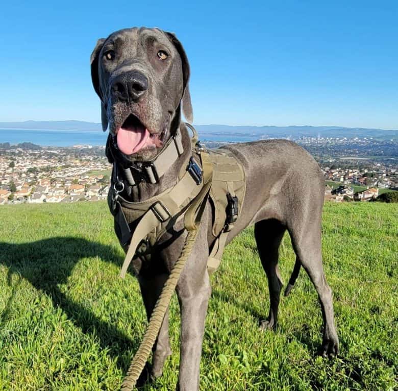 A Great Dane having a walk