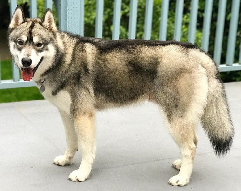 A handsome Agouti Husky dog side view