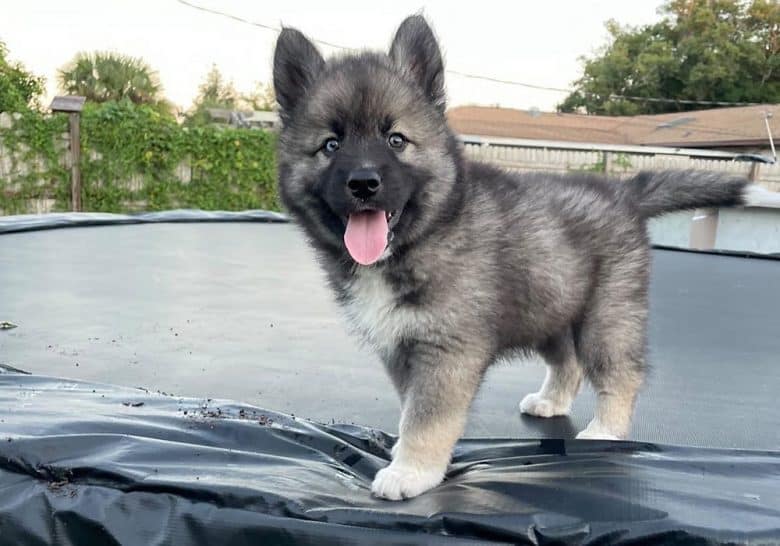 A healthy Agouti Husky puppy in the trampoline
