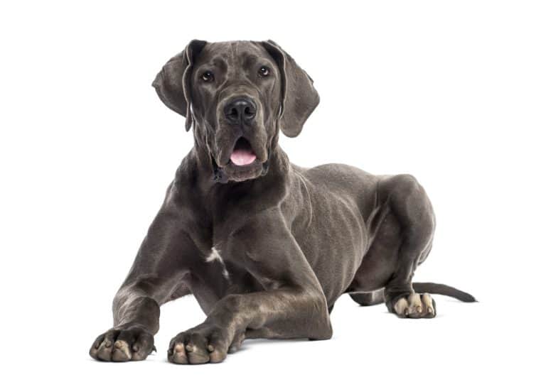 Great Dane Price Is it Expensive to Raise this Giant Breed? K9 