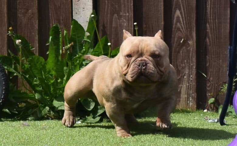 Huge Exotic Bully dog