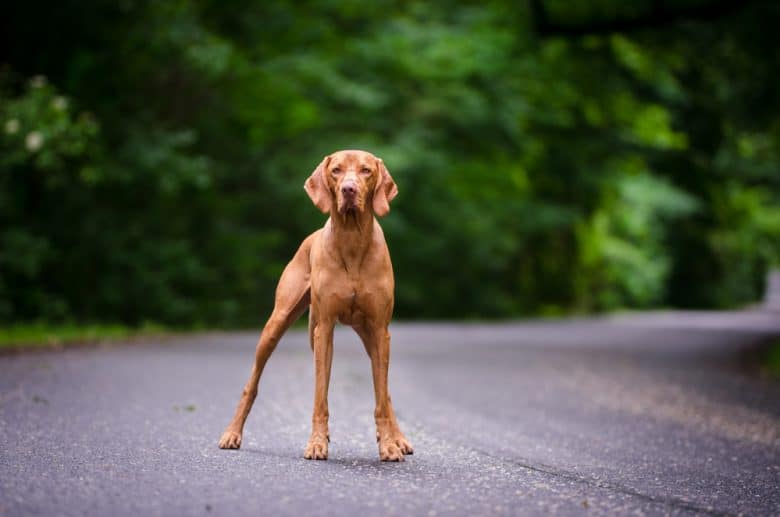 A Hungarian Vizsla standing outdoors
