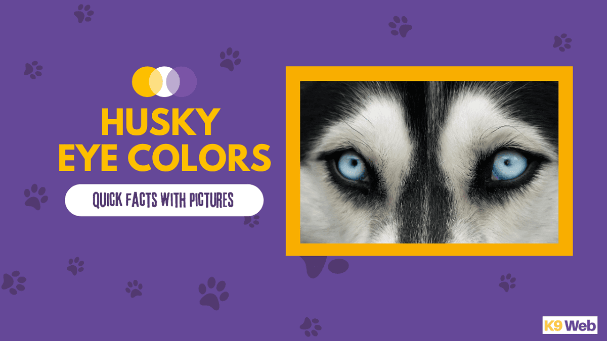 Guide to Husky Eye Colors