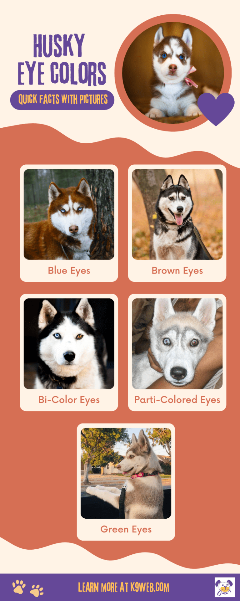 Husky Eye Colors Is It Unusual to Have a Blueeyed Dog? K9 Web