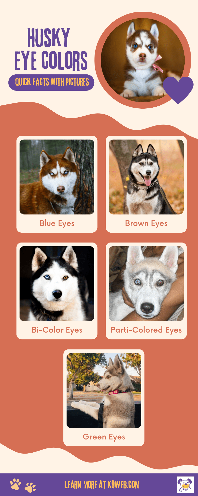 Husky Eye Colors Infographic by K9Web