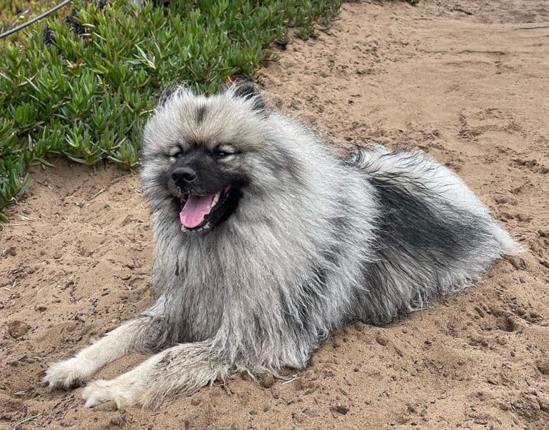 A Keeshond dog laying on the sand