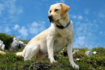Labrador Retriever sitting on the mountain