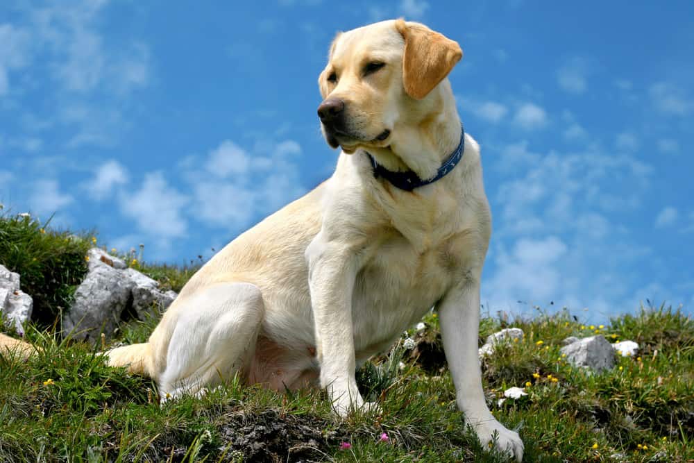 What Other Dog Breeds Look Like Labs? - K9 Web