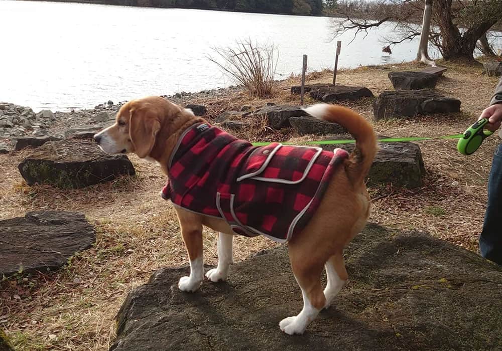 Beagle Growth and Weight Chart (Male & Female) K9 