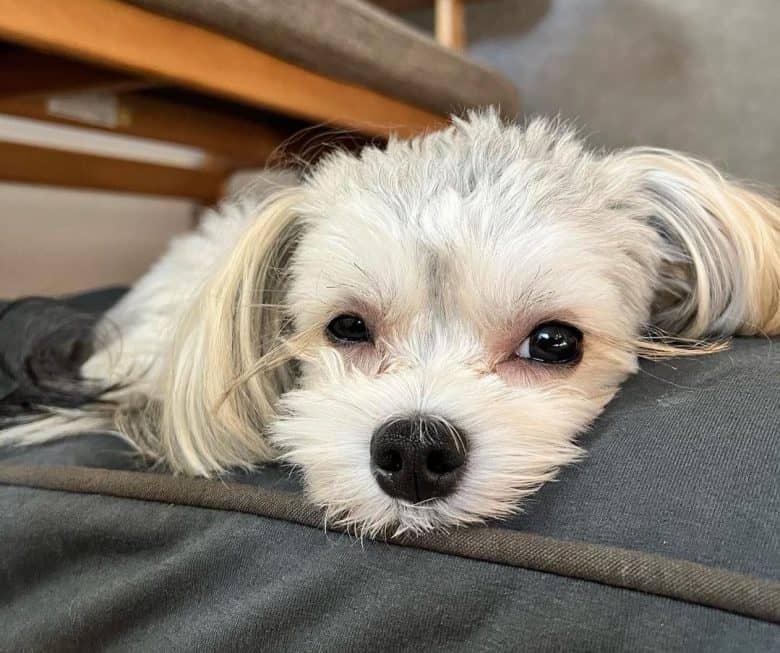 A Morkie lying down on its bed