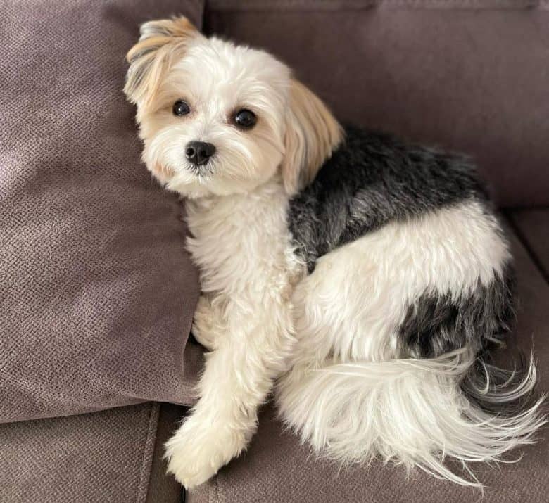 A Morkie sitting on a couch