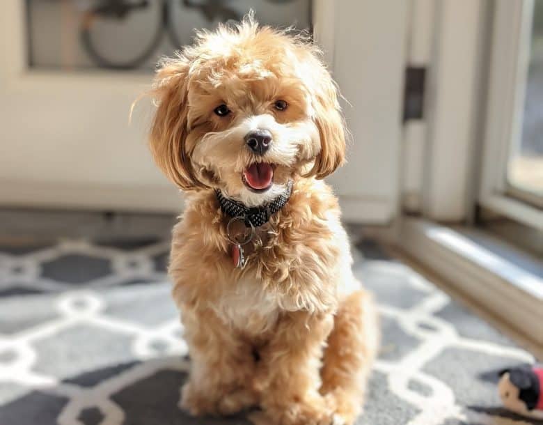 A Morkie standing indoors