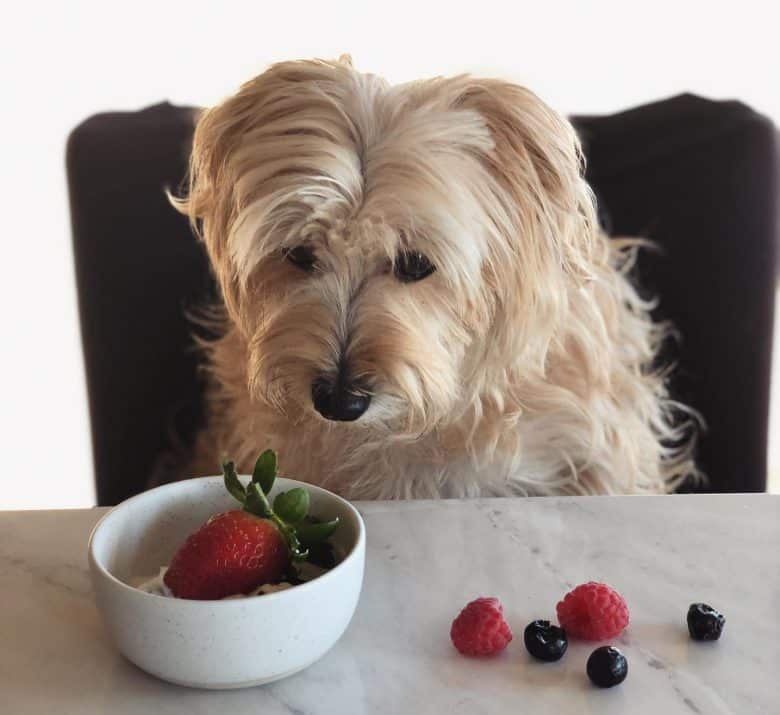 A Morkie looking at berries