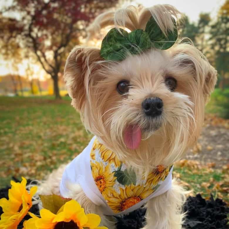 A senior Morkie sticking its tongue out