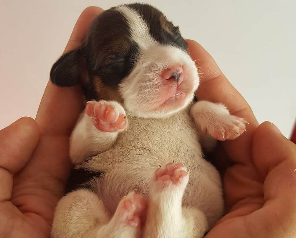 Beagle Growth and Weight Chart (Male & Female) K9 