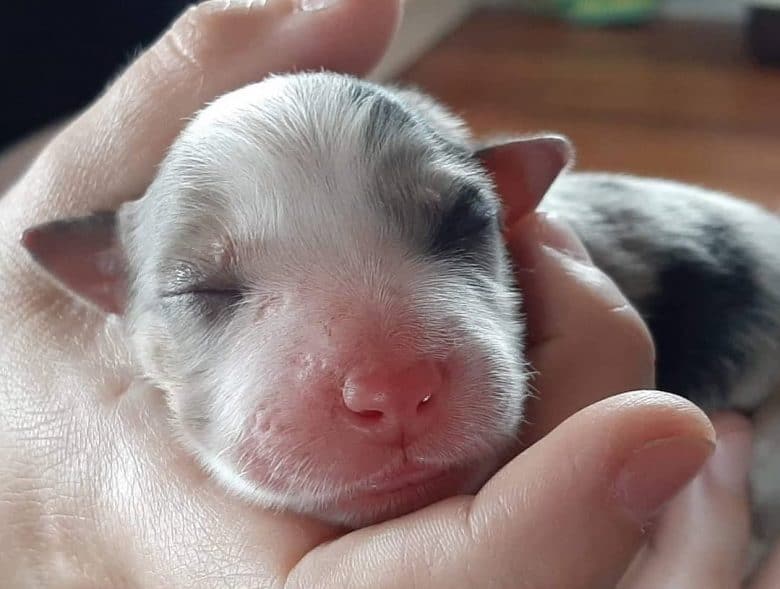 A newborn Border Collie puppy in its owner's hand