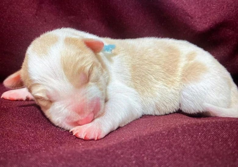 A newborn Border Collie puppy sleeping