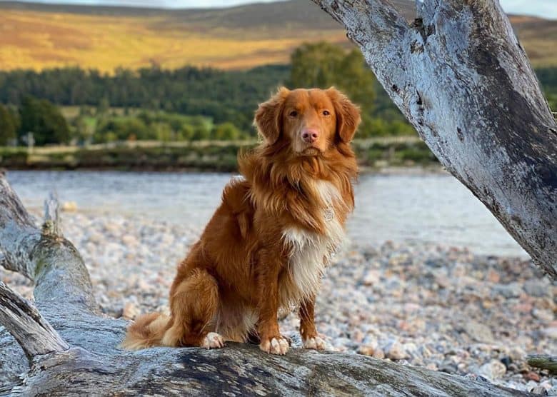 Nova Scotia Duck Tolling Retriever dog near the river
