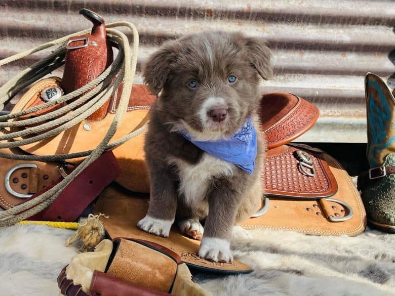 A lilac-and-white six-week-old Border Collie puppy