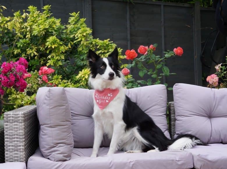 A one-year-old Border Collie
