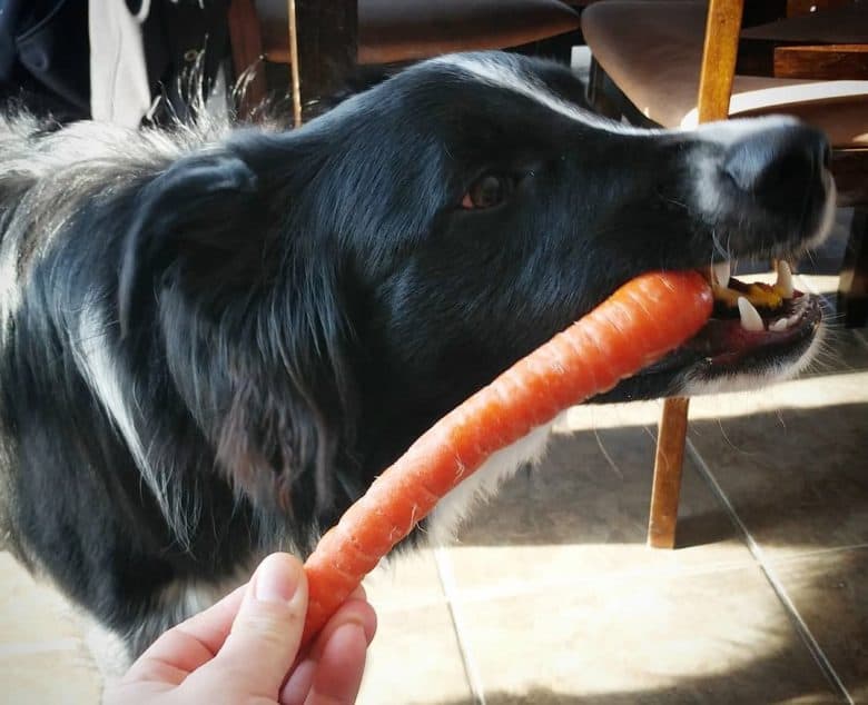 An overweight Border Collie eating a carrot