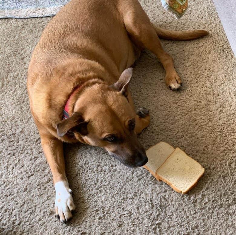 An overweight dog with slices of bread