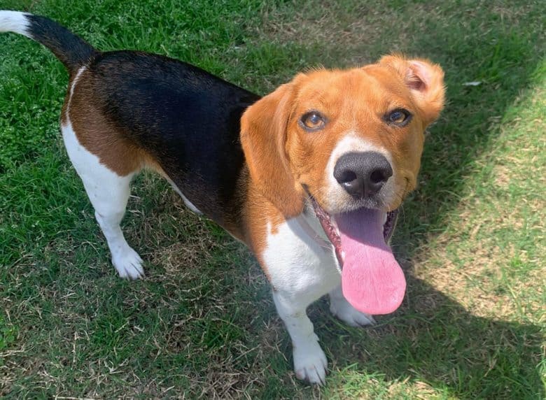 A panting Beagle dog looking up