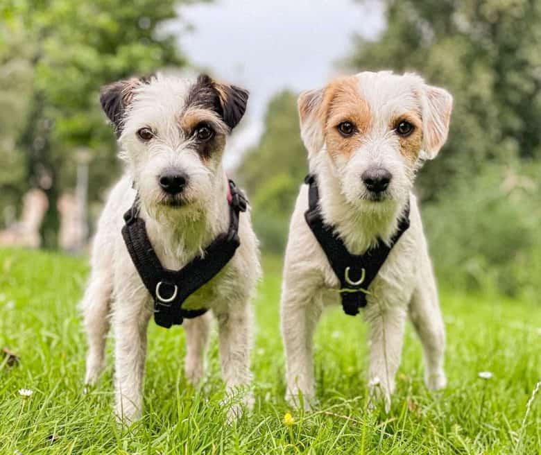 Two Parson Russell Terriers standing outdoors