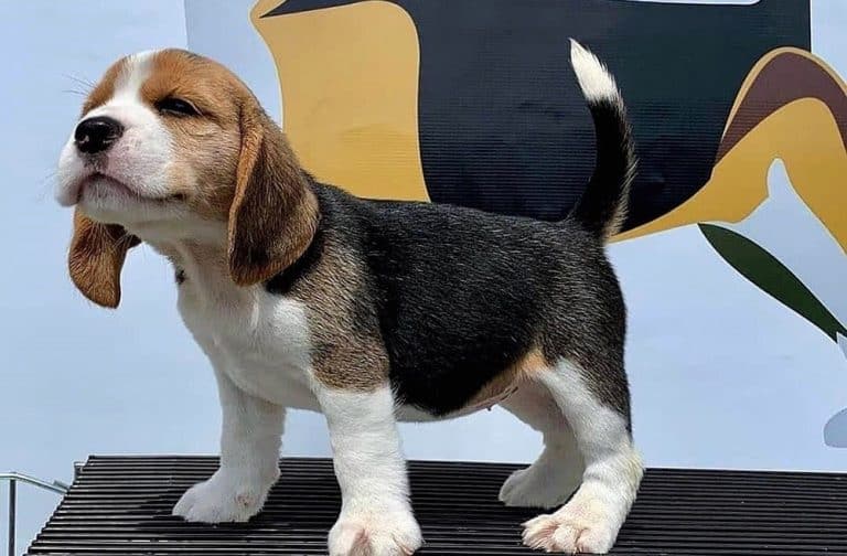 Beagle Growth and Weight Chart (Male & Female) K9 