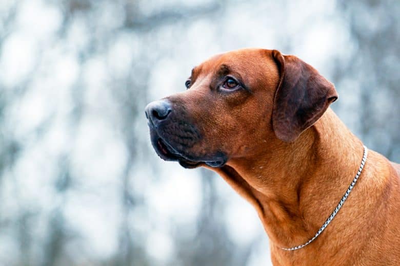 Portrait of a Danish Broholmer dog