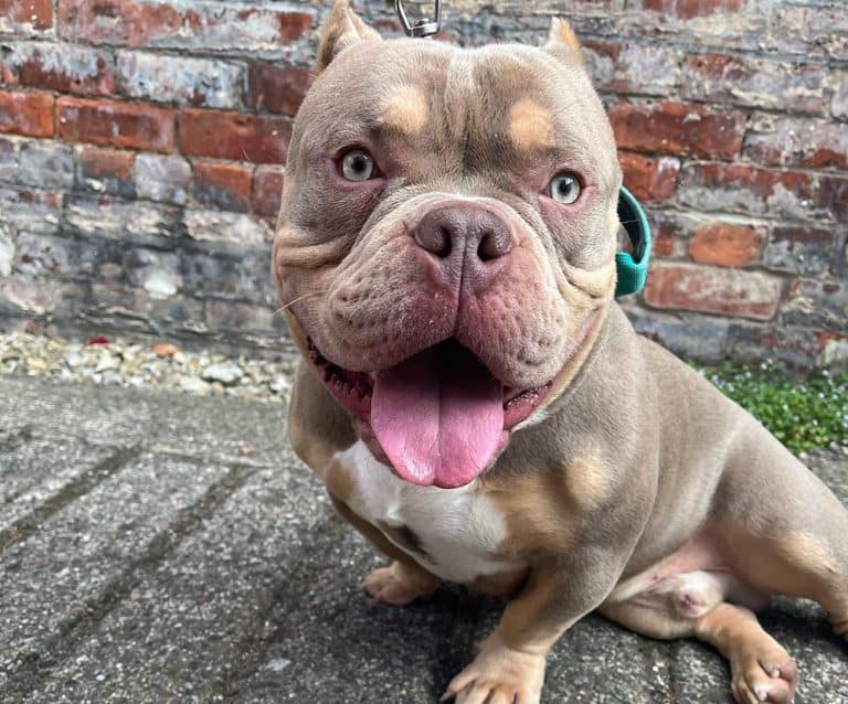 What is an Exotic Bully, and Where Do I Get One of These Bully Puppies? K9 