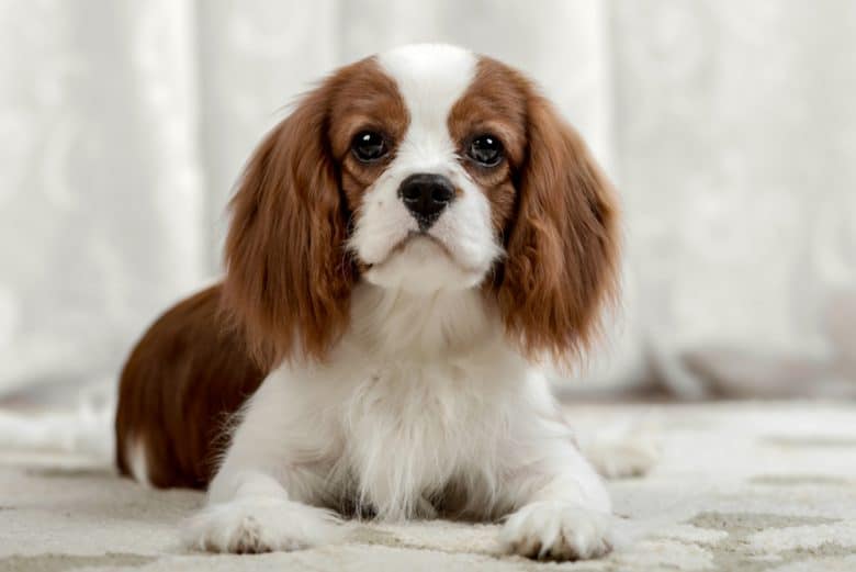 Cavalier King Charles Spaniel looks sad