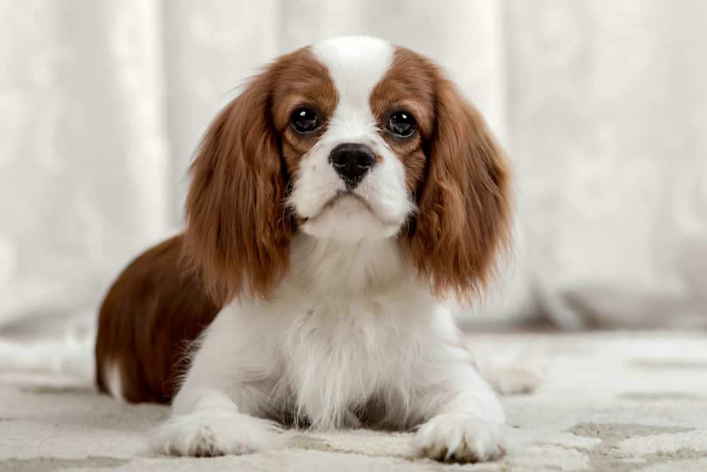 i love all animals: Cavalier King Charles Spaniel Cavalier king charles dog, Kin