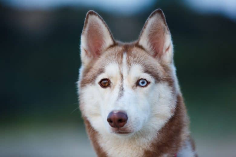 Portrait of the Husky with different eyes
