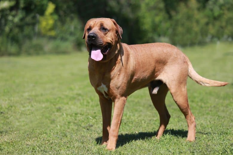 A purebred Tosa Inu dog walking with sticking tongues out