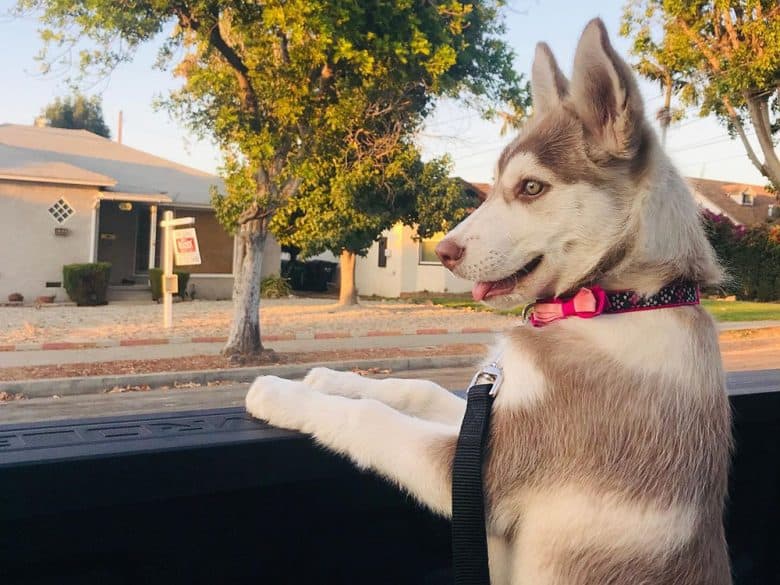 A rare green-eyed Husky dog