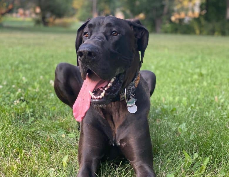 A rescued Great Dane lying down outdoors