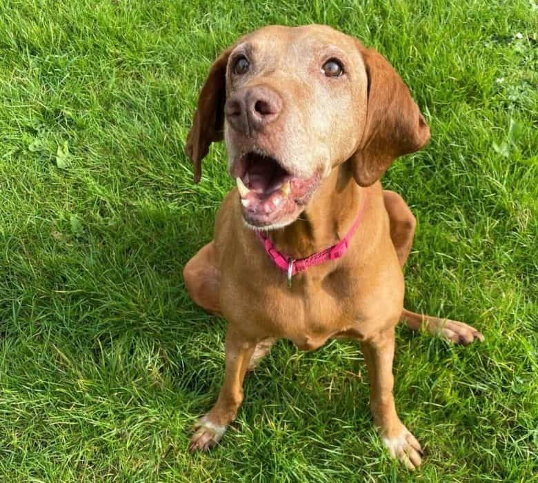 A senior Vizsla looking up