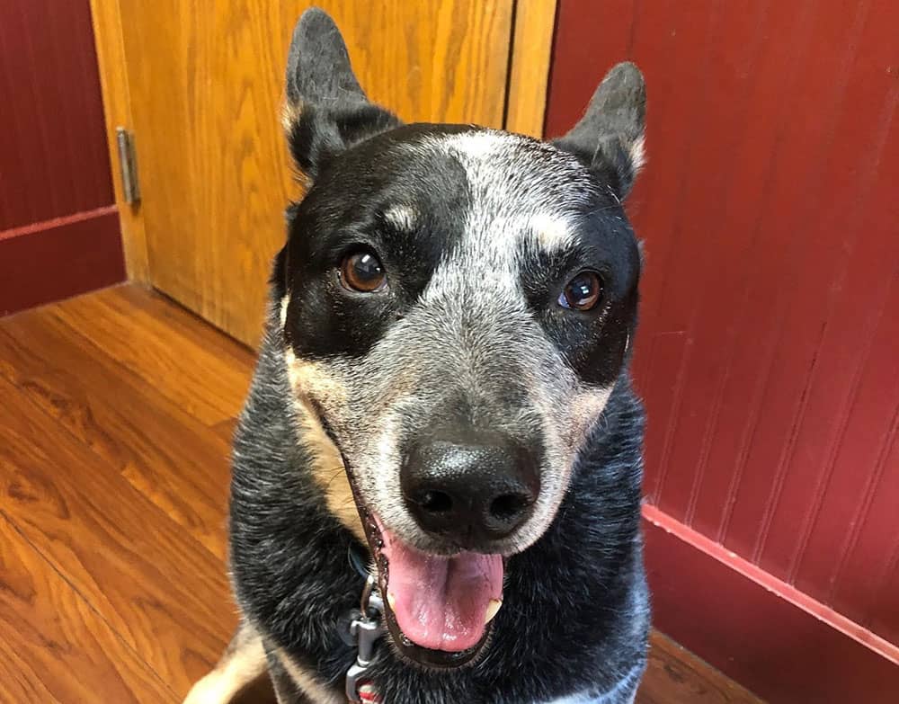 Senior Australian Cattle dog