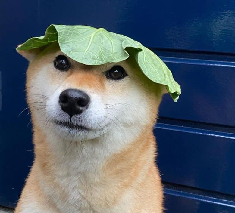 A Shiba Inu with a cabbage leaf
