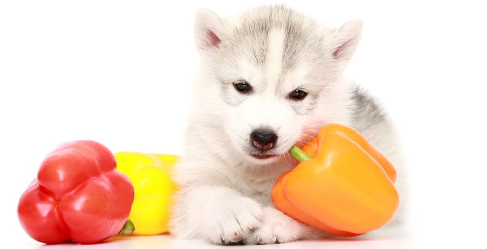 Siberian Husky puppy with bell peppers