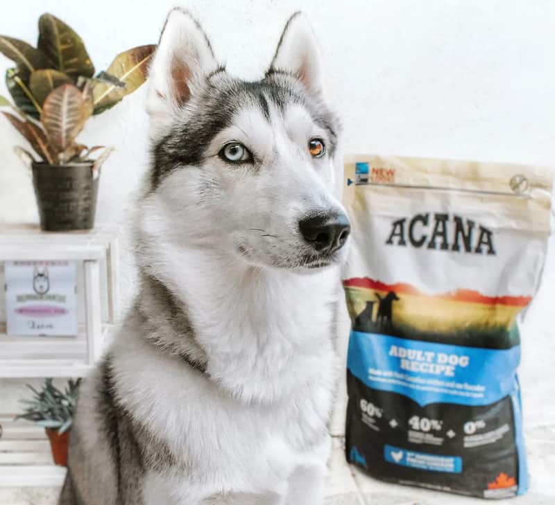 Siberian Husky with Acana dog food