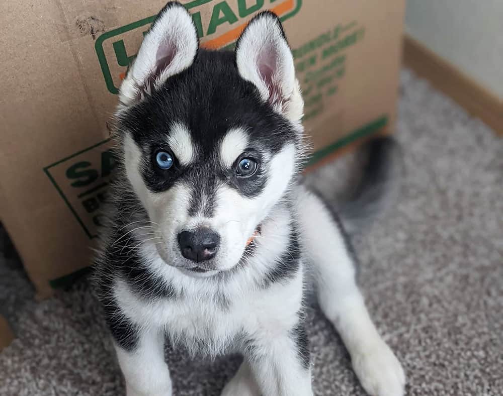 A Siberian Husky with parti-colored eyes