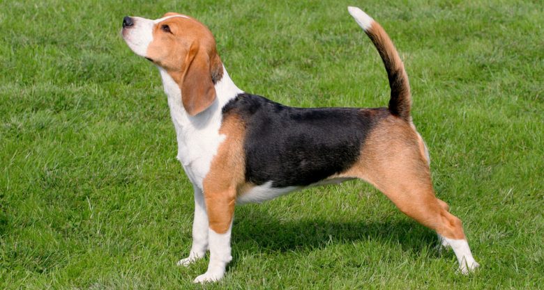 Side view of Beagle dog